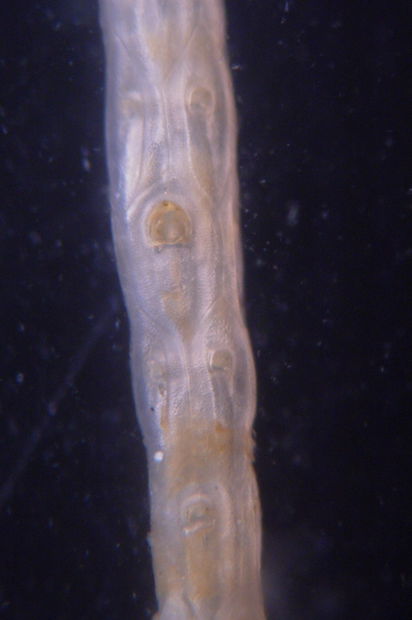 Cellaria incula, East Weddell Sea, 2008