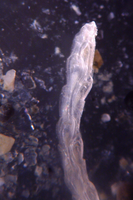 Cellaria moniliorata, East Weddell Sea, 2008