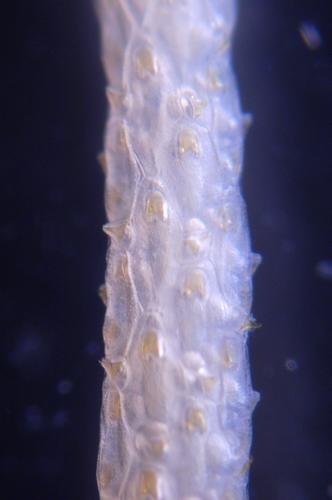 Paracellaria wandeli, East Weddell Sea, 2008