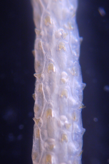 Paracellaria wandeli, East Weddell Sea, 2008