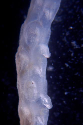 Stomhypselosaria watersi, East, Weddell Sea, 2008