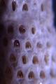 Bryozoa (moss animals)