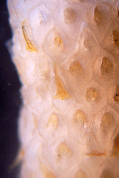 Swanomia membranacea, East Weddell Sea, 2008 Swanomia membranacea, East Weddell Sea, 2008