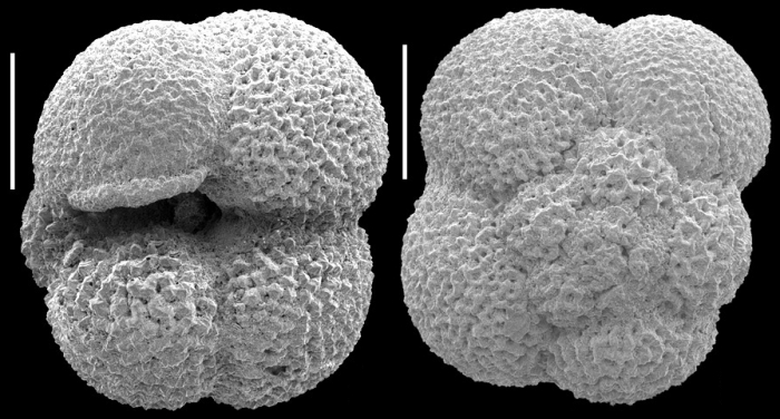 Neogloboquadrina incompta