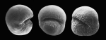 Pulleniatina obliqueloculata