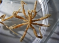 Chelicerata (sea spiders & mites)