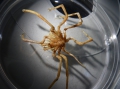 Chelicerata (sea spiders & mites)