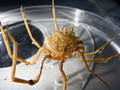 Chelicerata (sea spiders & mites)