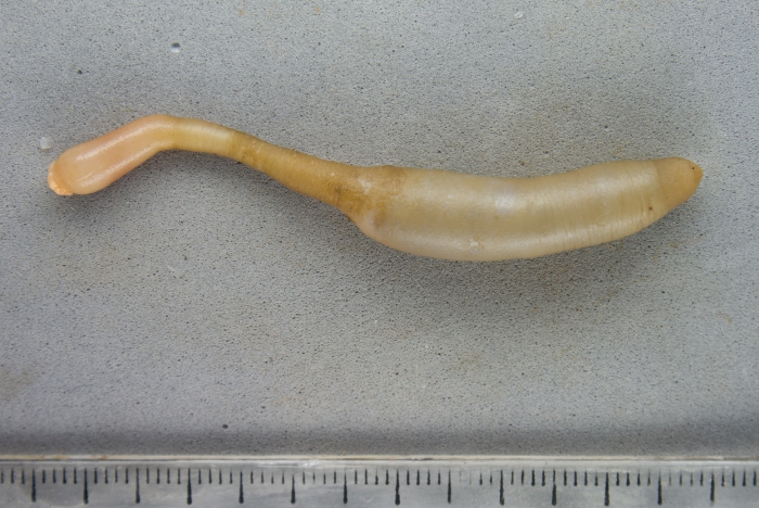 sipuncula