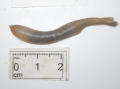 Sipuncula (peanut worms)