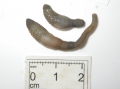 Sipuncula (peanut worms)