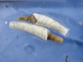 Sipuncula (peanut worms)