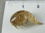 Amphipoda