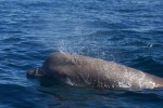 Northern bottlenose whale 