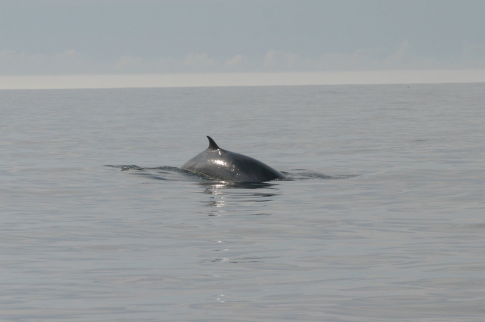 Fin whale surfacing Fin whale surfacing