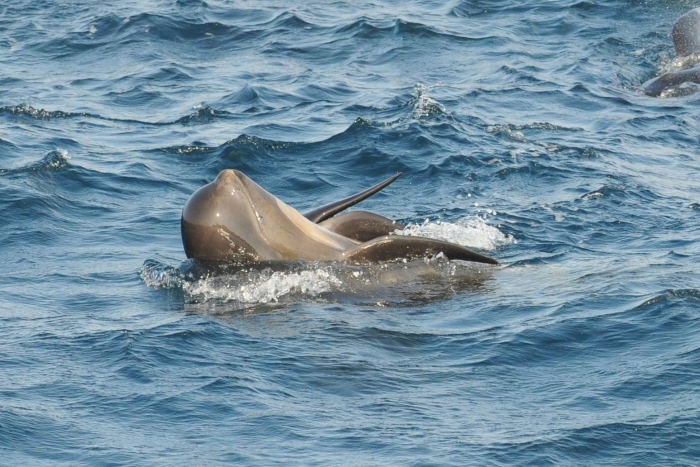 Long-finned pilot whales