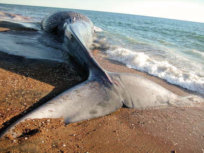 Blue whale stranding