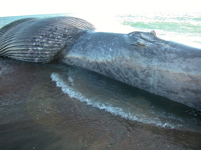 Blue whale-lateral view