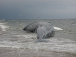 Blue whale-alternate ventral view, author: Nozres, Claude