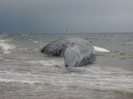 Blue whale-alternate ventral view