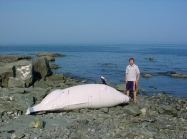 Beluga whale stranding