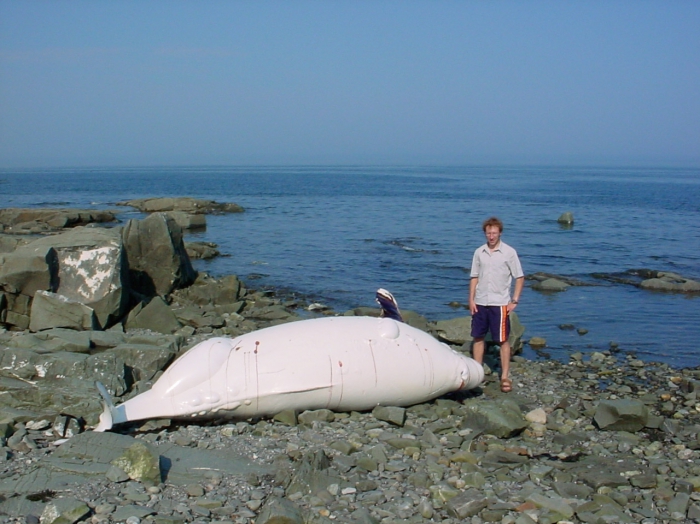 Beluga whale stranding Beluga whale stranding