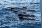Pilot whales logging at surface