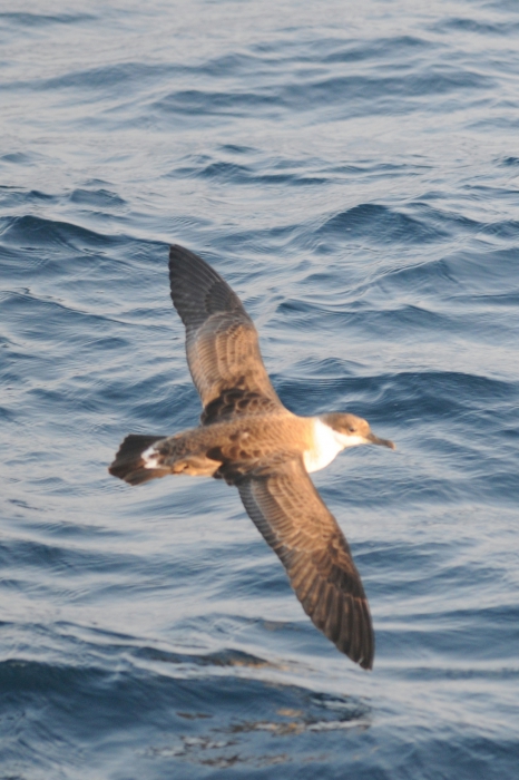 Greater Shearwater