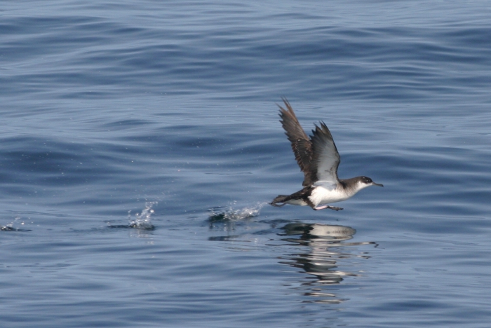 Manx Shearwater Manx Shearwater