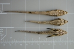 Alligatorfishes - comparison (dorsal)