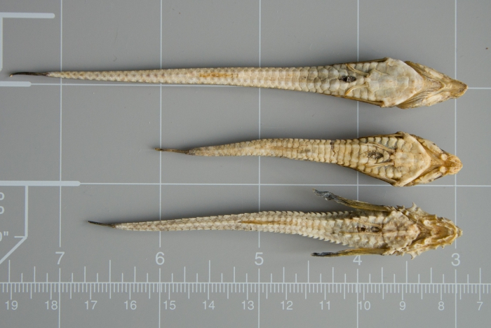 Alligatorfishes - comparison (ventral)