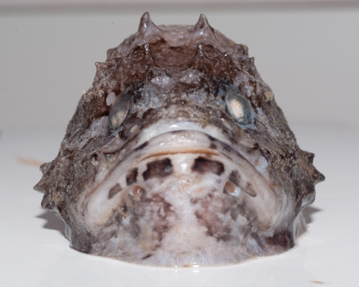 Cottunculus microps - head Cottunculus microps - head