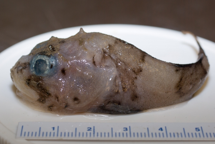 Cottunculus microps - small Cottunculus microps - small
