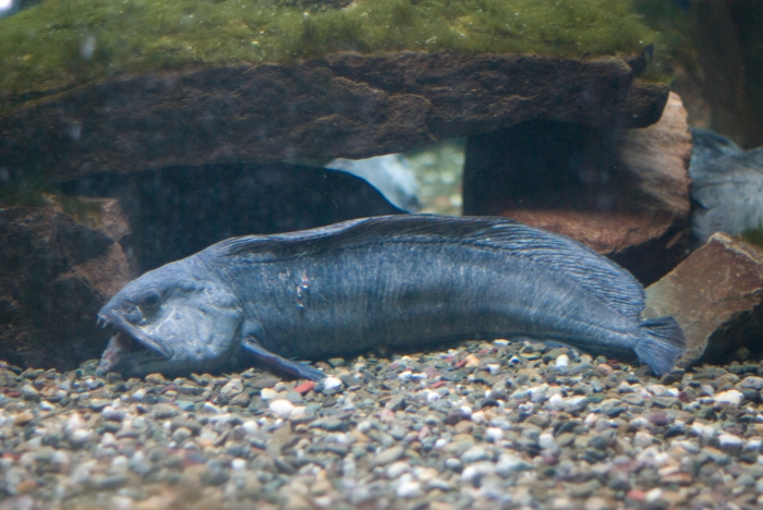 Anarhichas lupus - in aquarium Anarhichas lupus - in aquarium