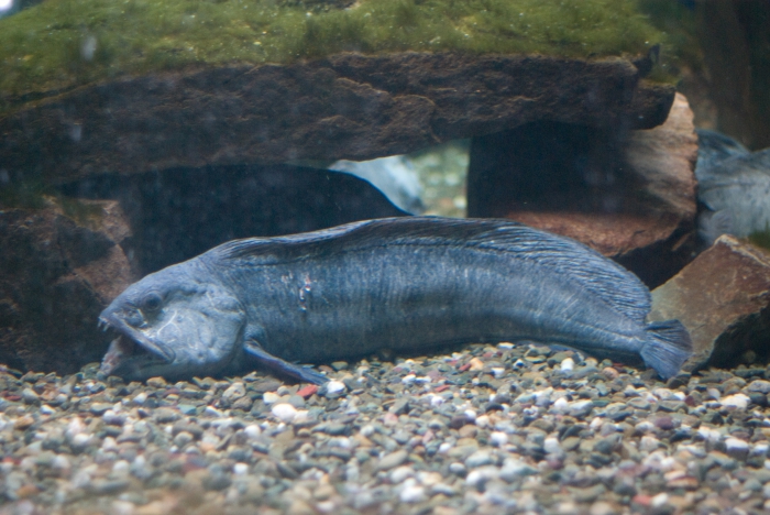 Anarhichas lupus - in aquarium