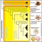 Phylogenetic tree of high-ranking taxa in echinoids (simplyfied)