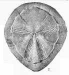 Rhynobrissus cuneus