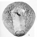 Rhynobrissus cuneus