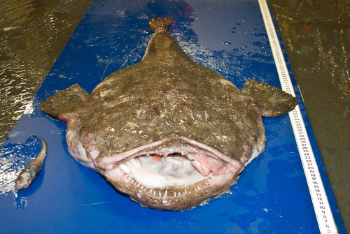 Lophius americanus - monkfish