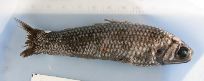 Lampadena speculigera - mirror lanternfish