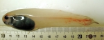 Paraliparis copei - blacksnout snailfish