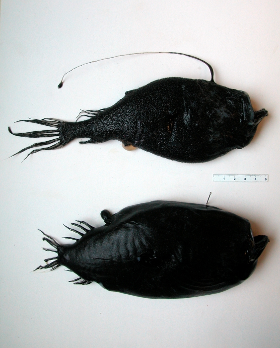 Ceratias holboelli and Cryptopsaras couesii (deepsea anglers) Ceratias holboelli and Cryptopsaras couesii (deepsea anglers)