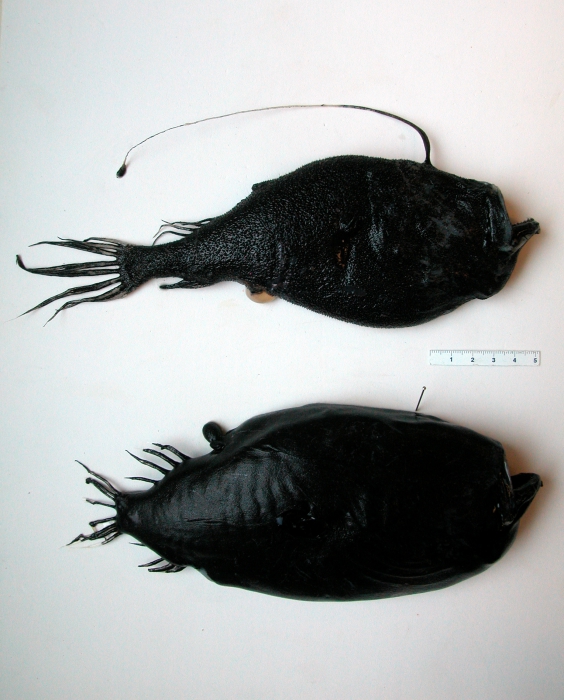 Ceratias holboelli and Cryptopsaras couesii (deepsea anglers)