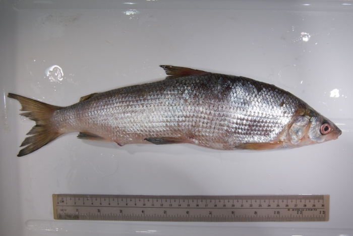 Coregonus clupeaformis - lake whitefish