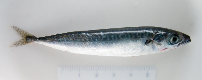 Scomber scombrus - mackerel (juvenile)