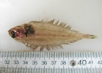 Glyptocephalus cynoglossus - witch flounder (juvenile)