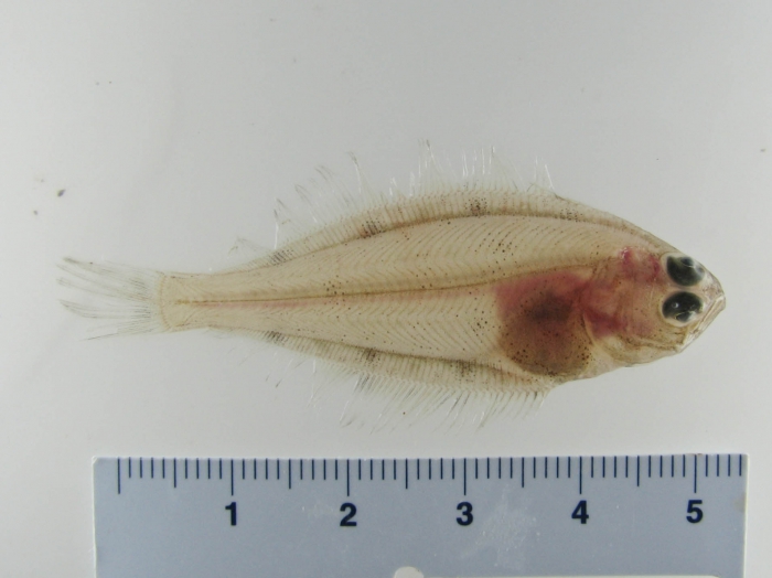 Hippoglossoides platessoides - American plaice (juvenile) Hippoglossoides platessoides - American plaice (juvenile)