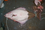 halibut worms