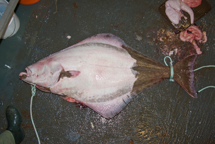 Hippoglossus hippoglossus - Atlantic halibut