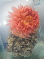 Urticina crassicornis - aquarium view